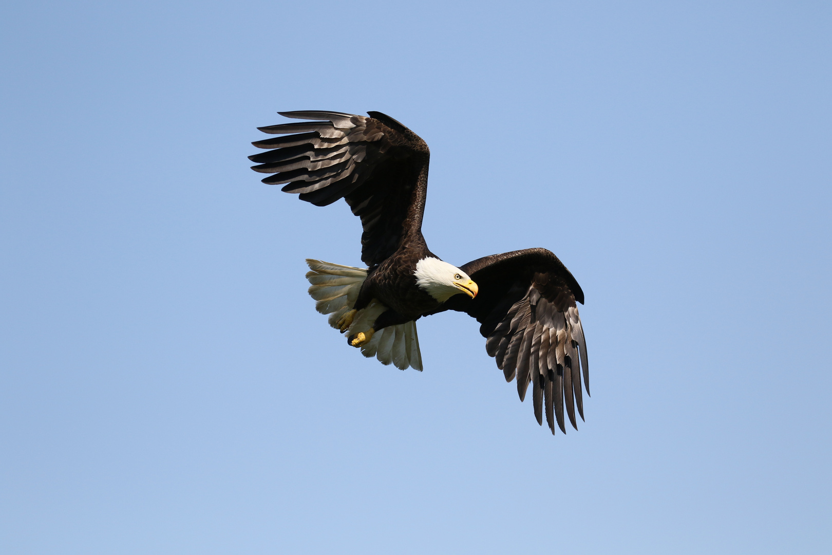 Weißkopfseeadler