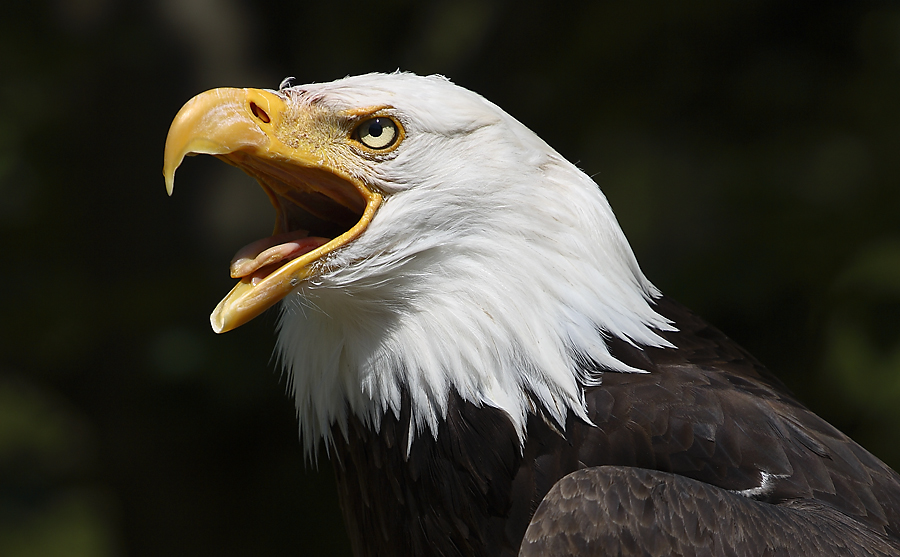 Weißkopfseeadler