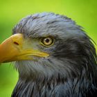 -Weißkopfseeadler -