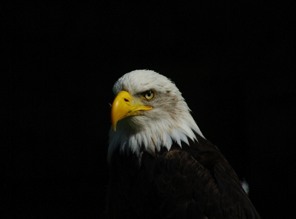 Weißkopfseeadler