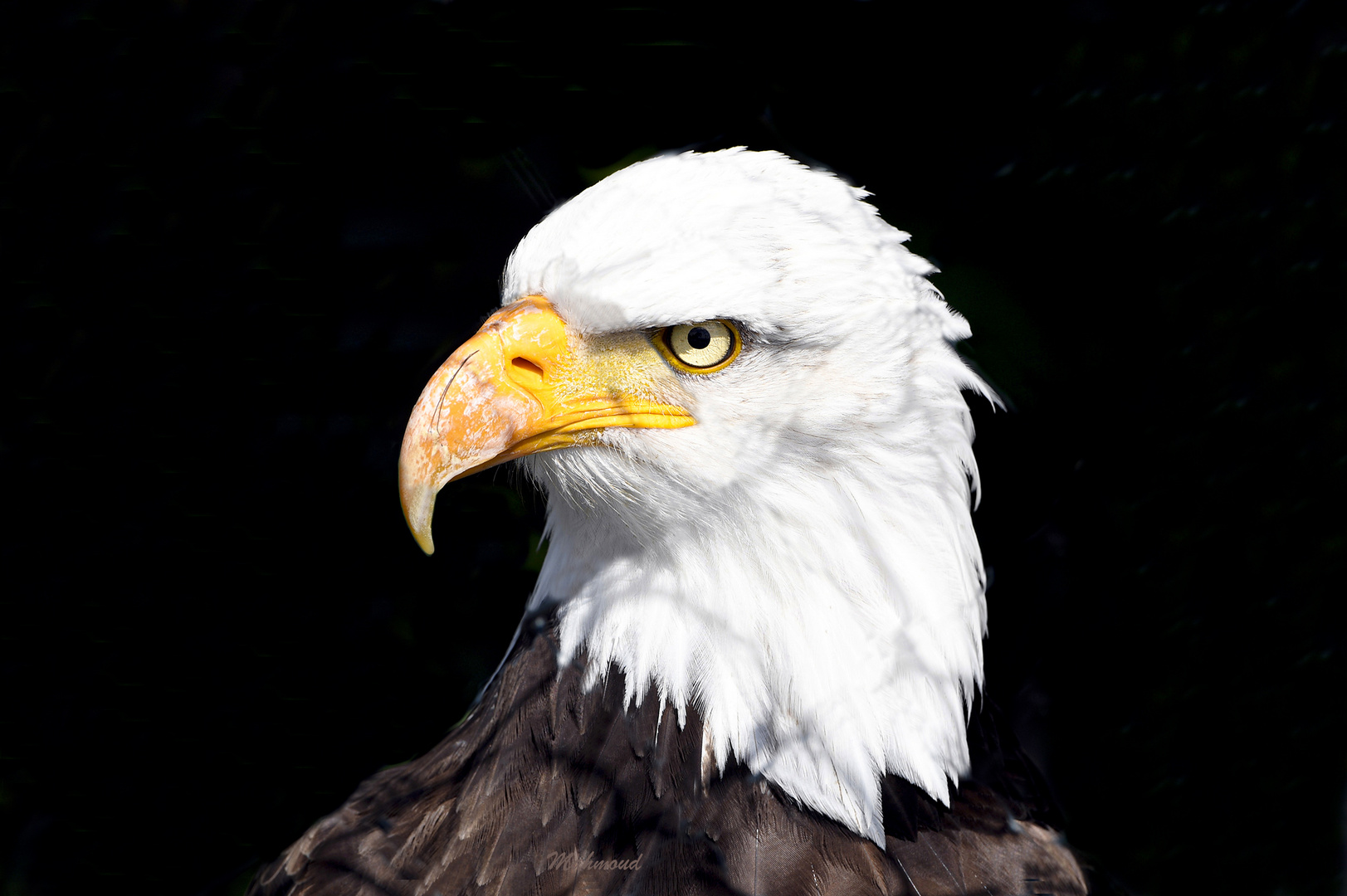 Weißkopfseeadler