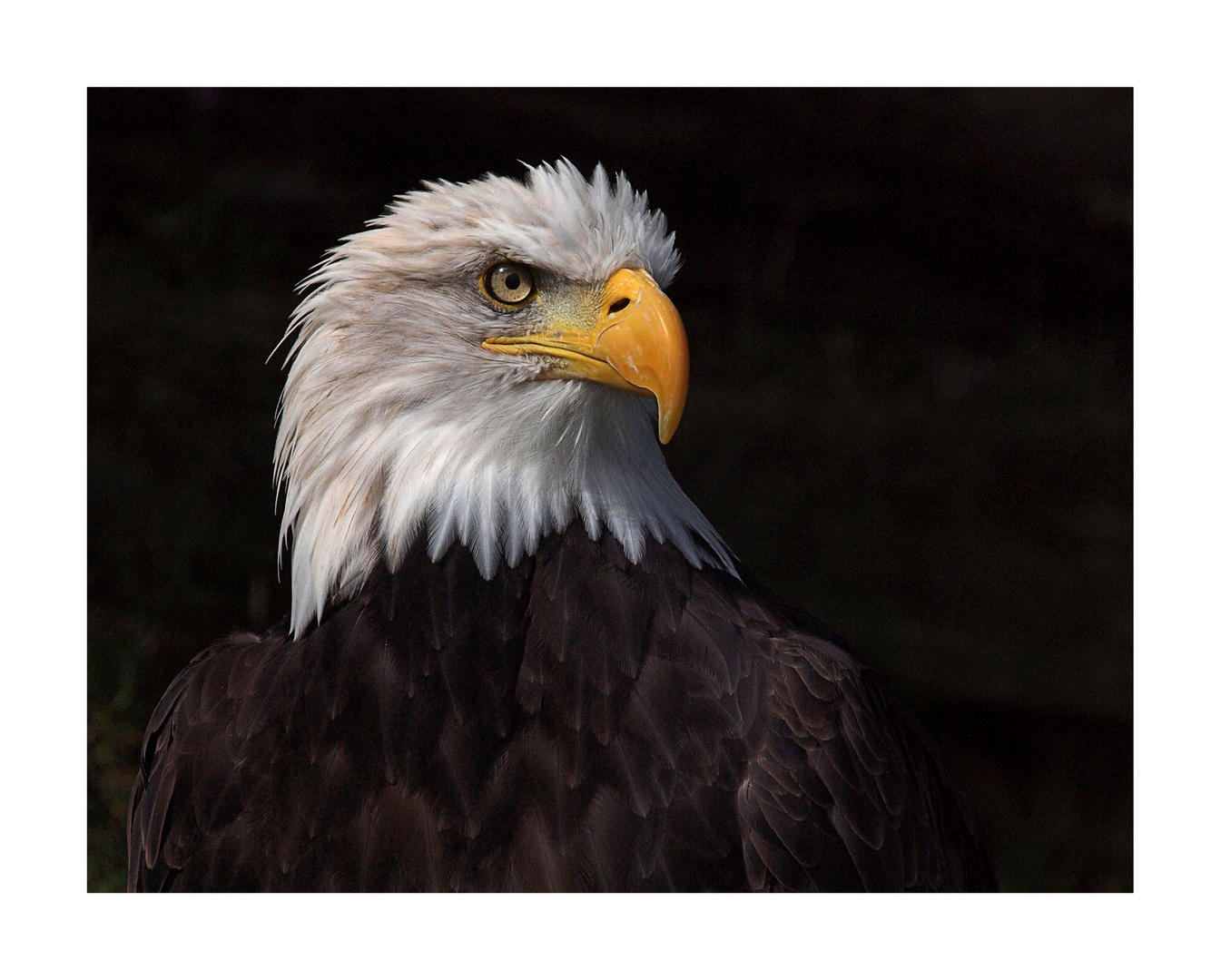 Weisskopfseeadler