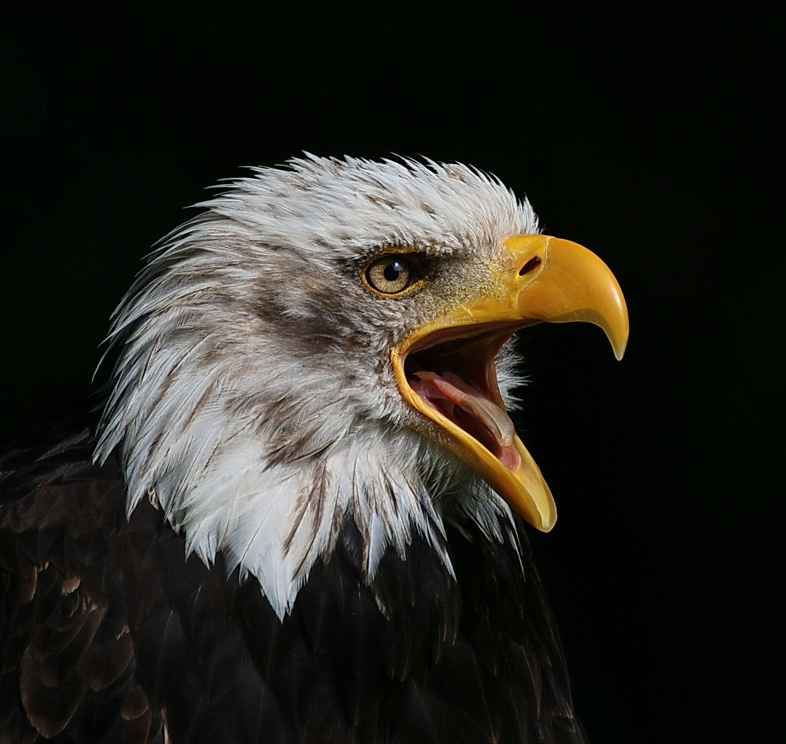 Weißkopfseeadler