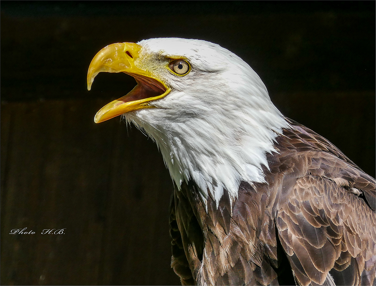 Weisskopfseeadler