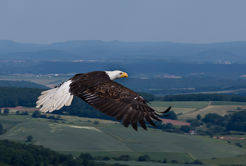 Weißkopfseeadler