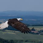 Weißkopfseeadler