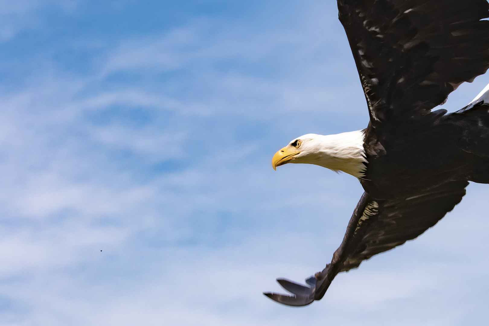 Weißkopfseeadler