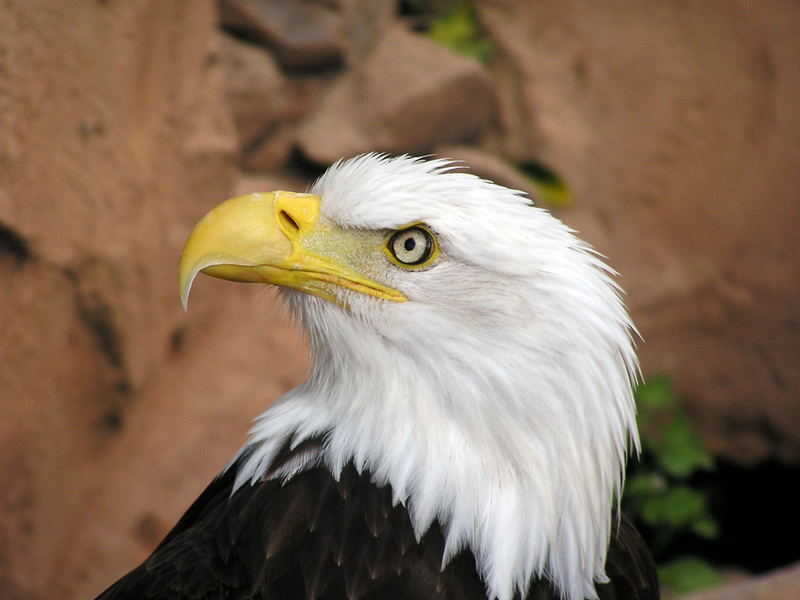 Weisskopfseeadler