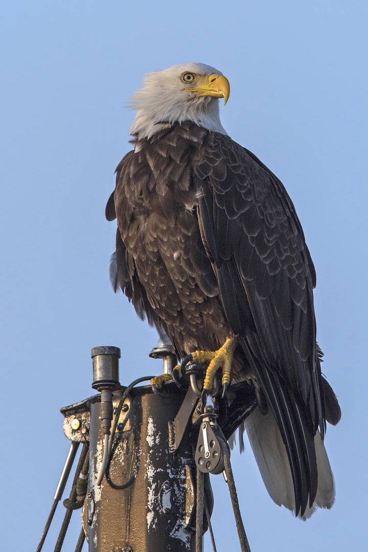 Weisskopfseeadler