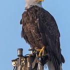 Weisskopfseeadler