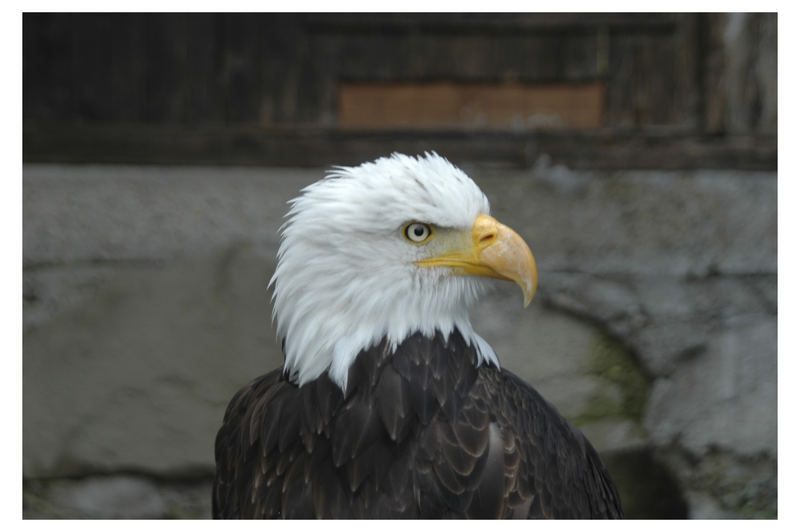 Weisskopfseeadler