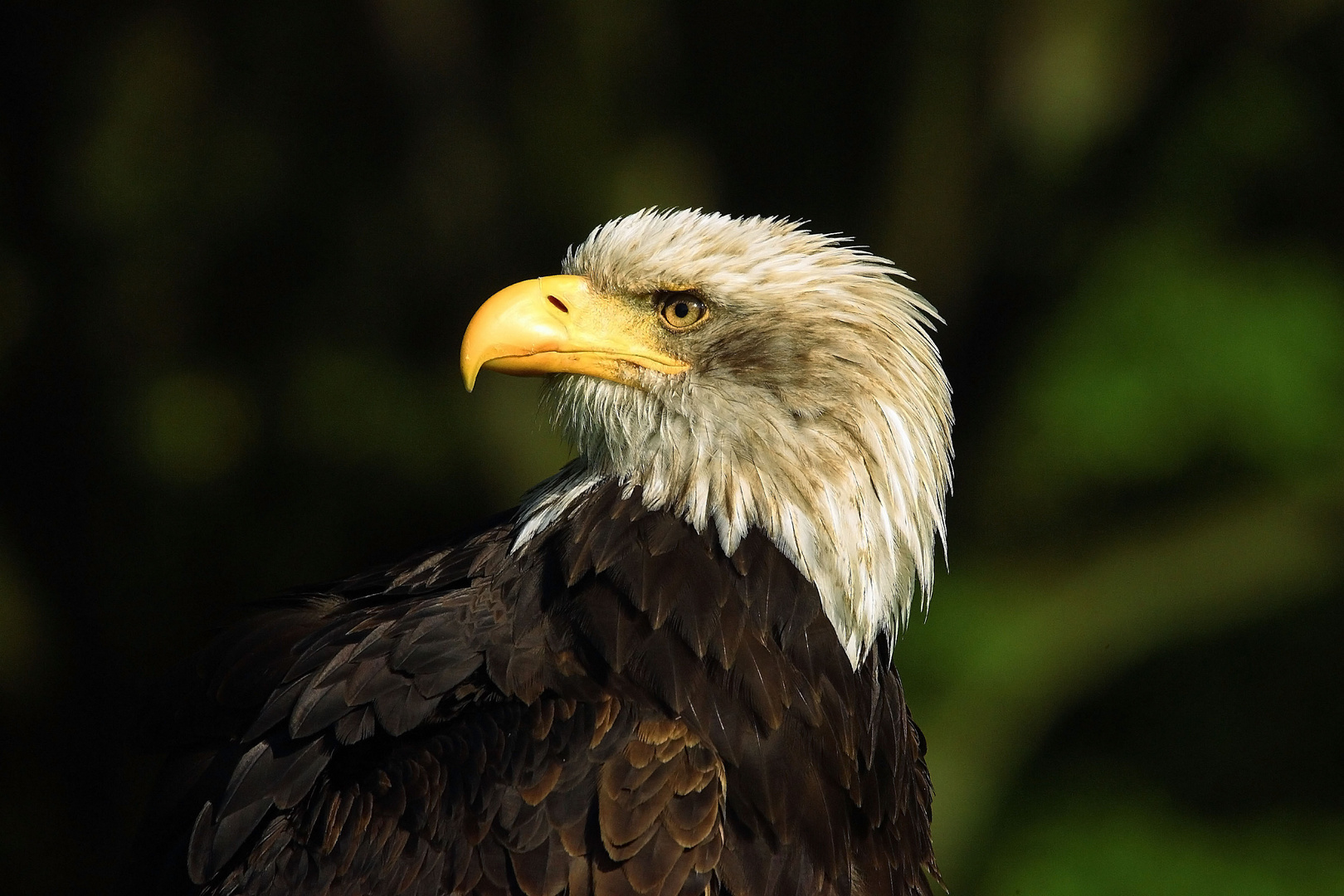 Weißkopfseeadler