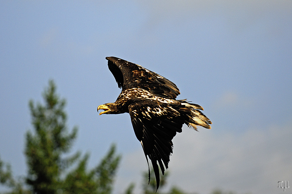 weisskopfseeadler