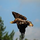 weisskopfseeadler