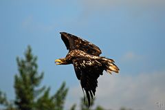 weisskopfseeadler