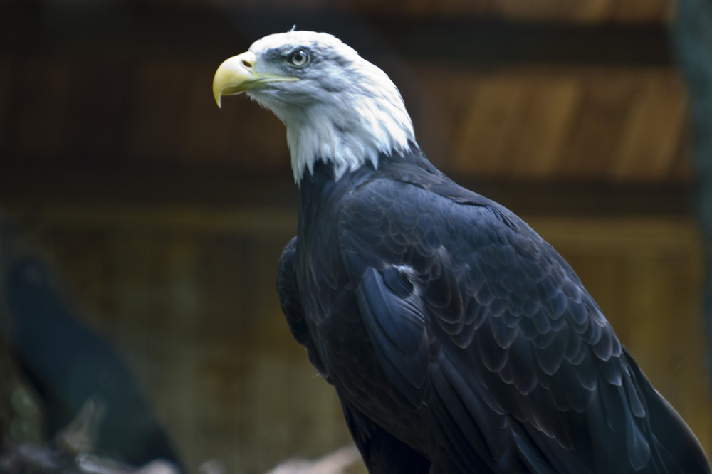 Weisskopfseeadler