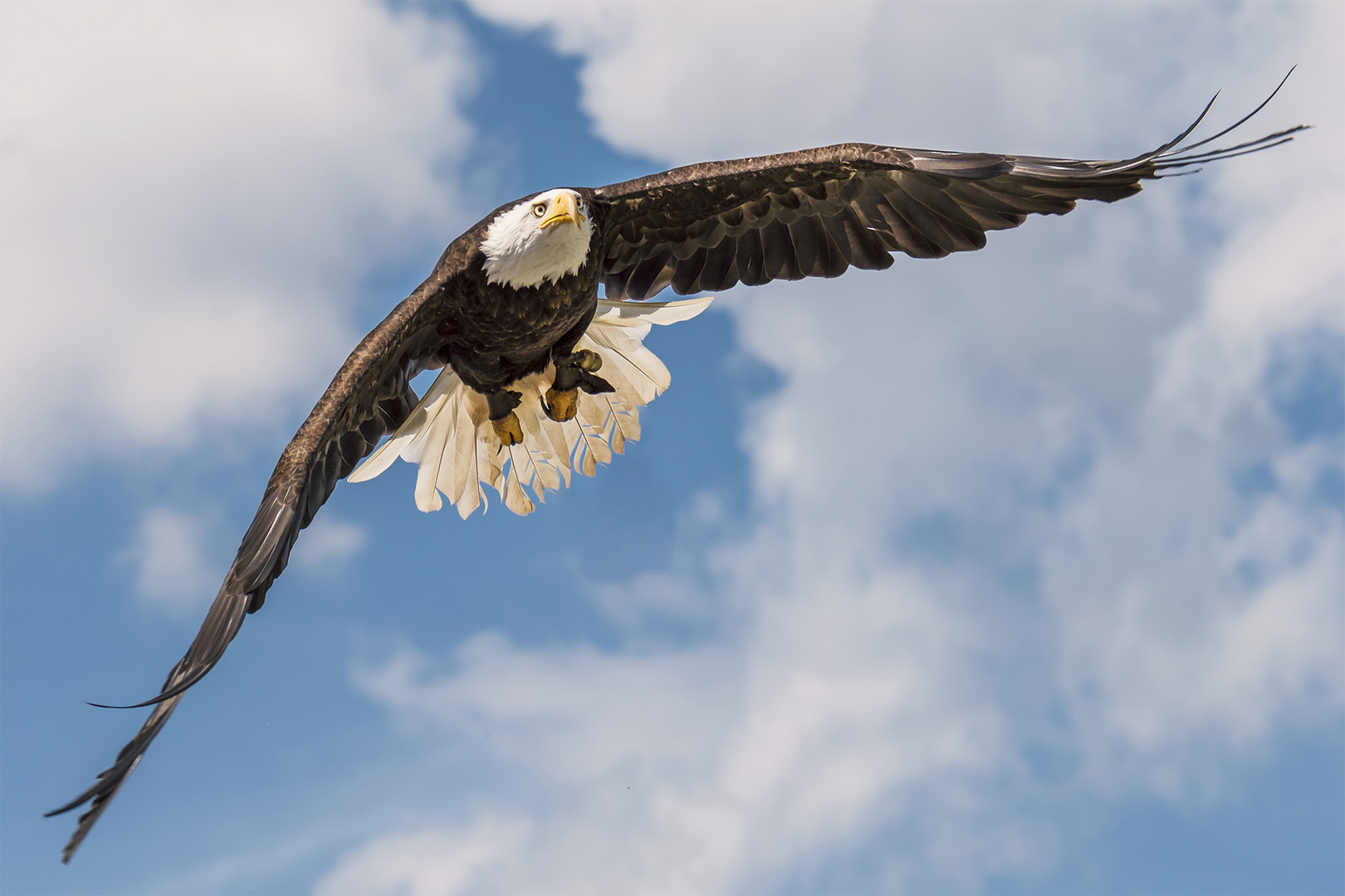 Weißkopfseeadler Foto & Bild | world, natur, zoo Bilder auf fotocommunity