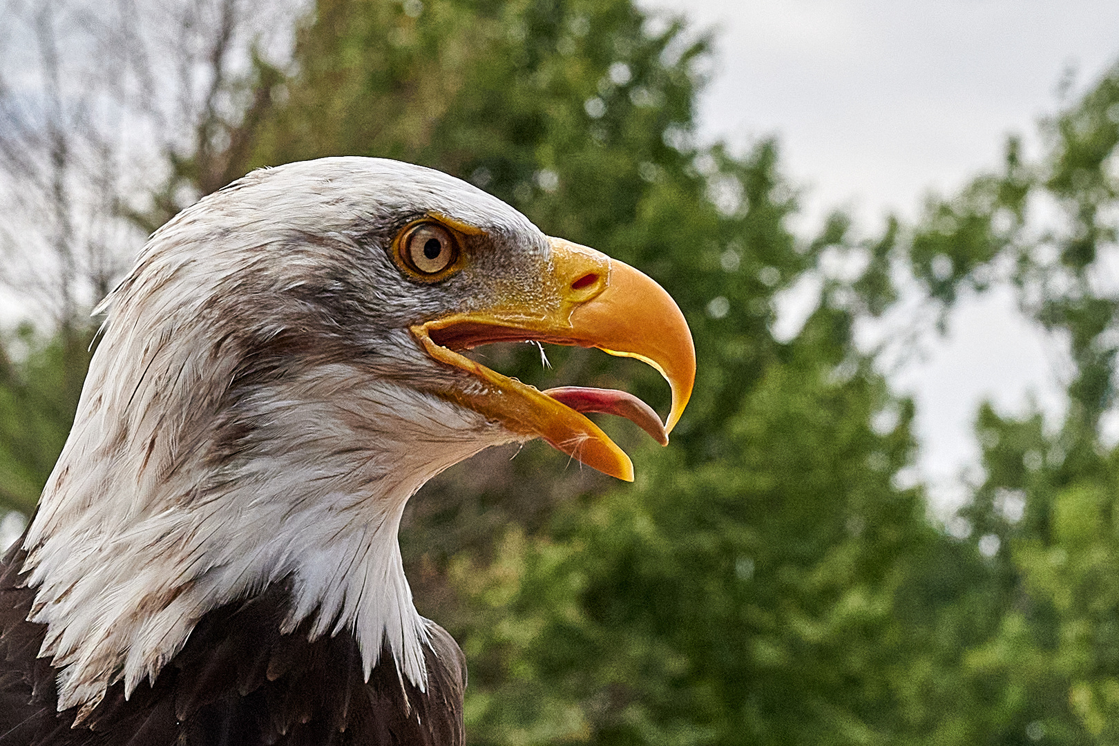 Weisskopfseeadler