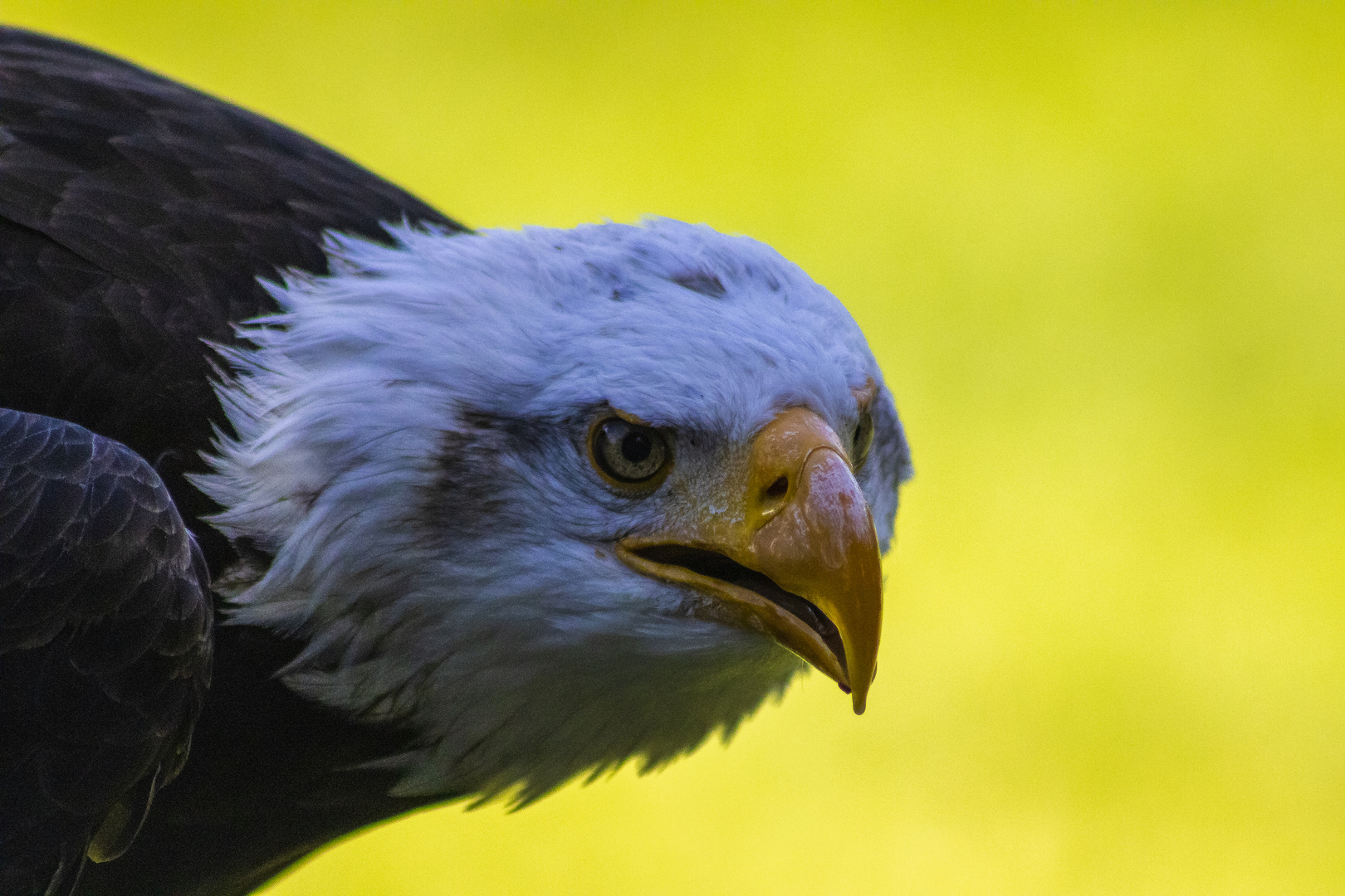 Weißkopfseeadler