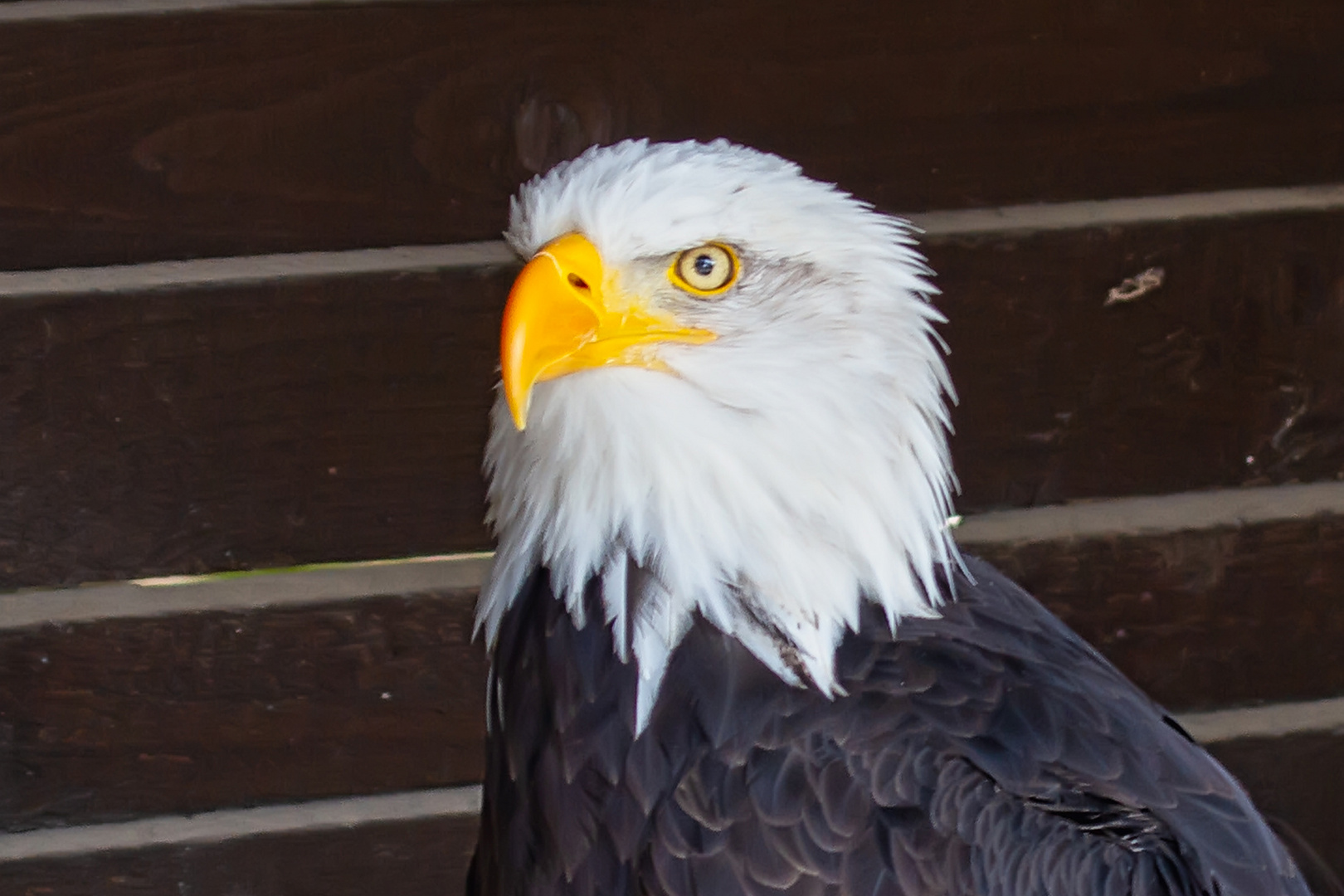 Weißkopfseeadler