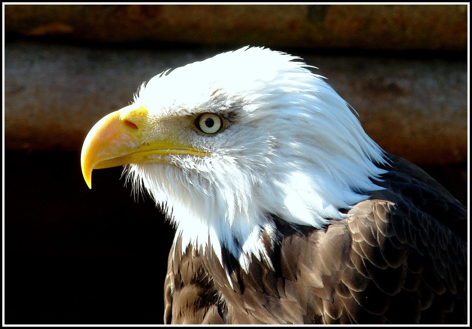 Weißkopfseeadler