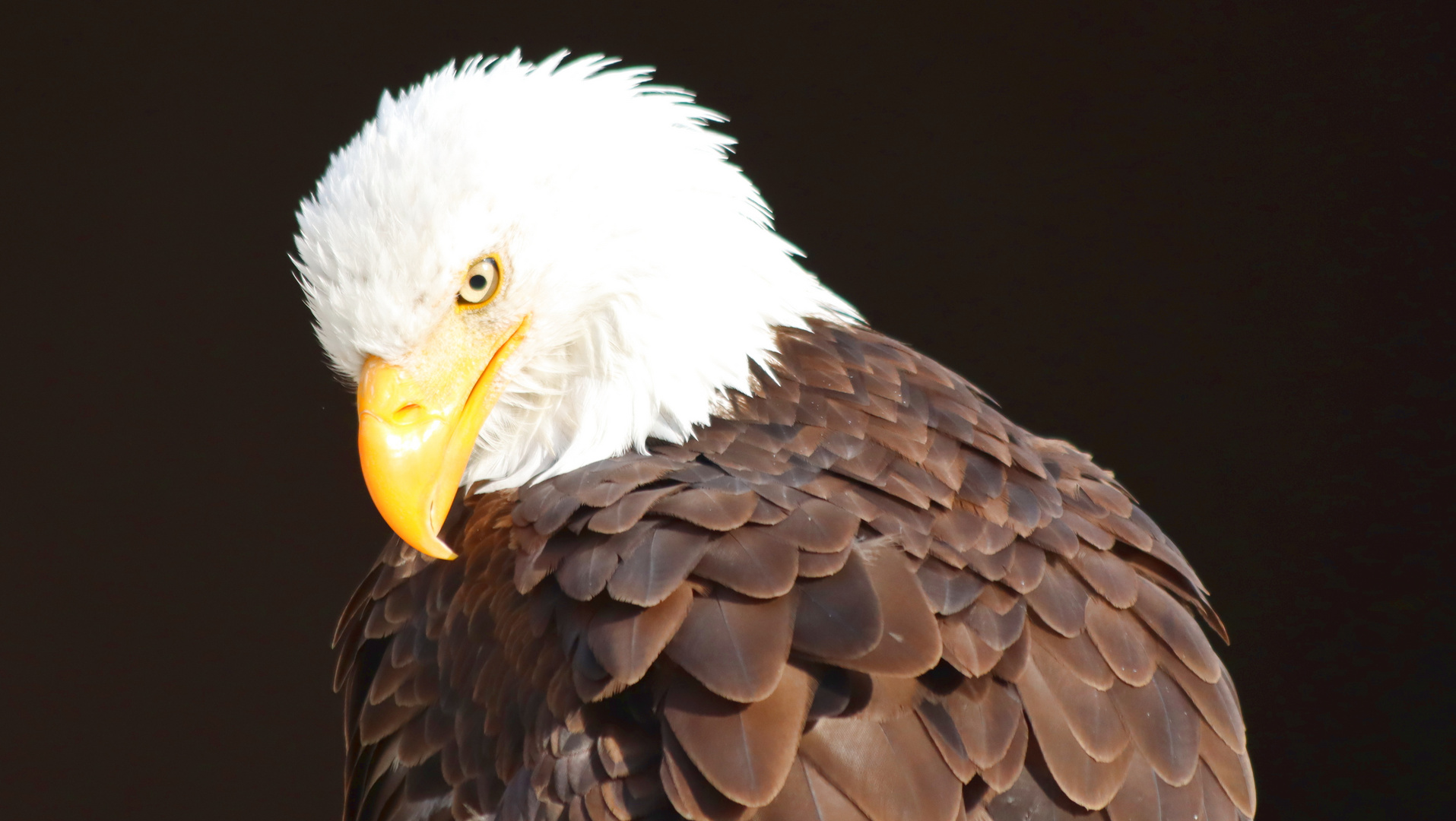 Weißkopfseeadler