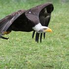 Weißkopfseeadler ....