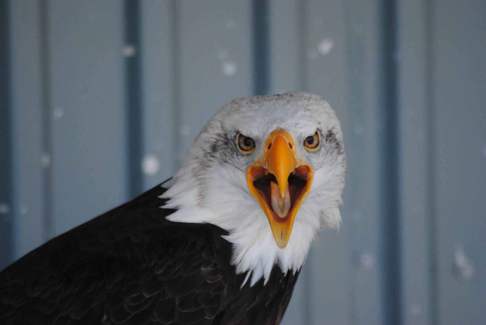 Weißkopfseeadler