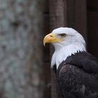 Weisskopfseeadler