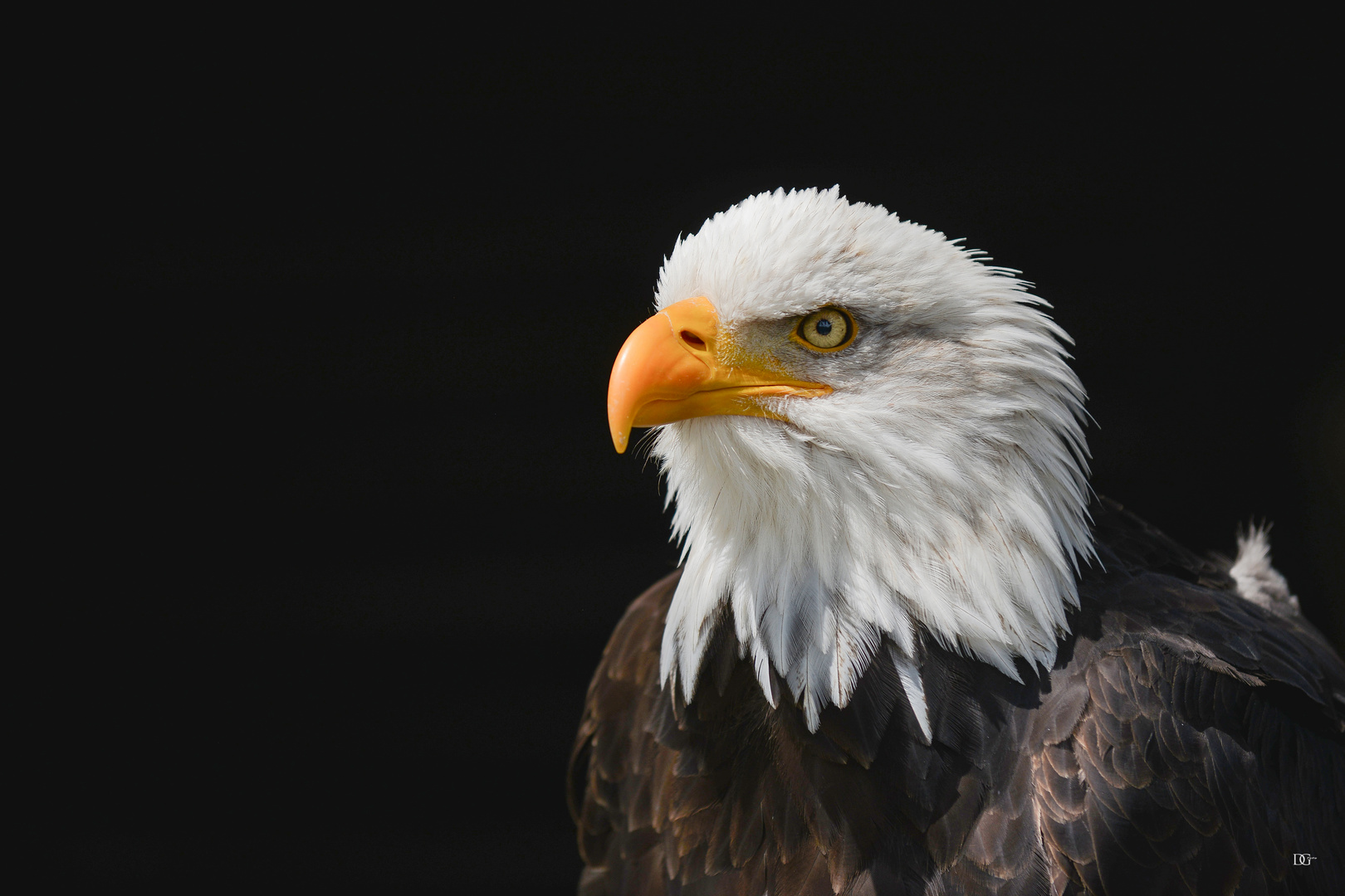 Weisskopfseeadler