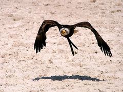 Weisskopfseeadler