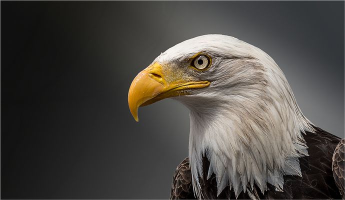 Weißkopfseeadler.....
