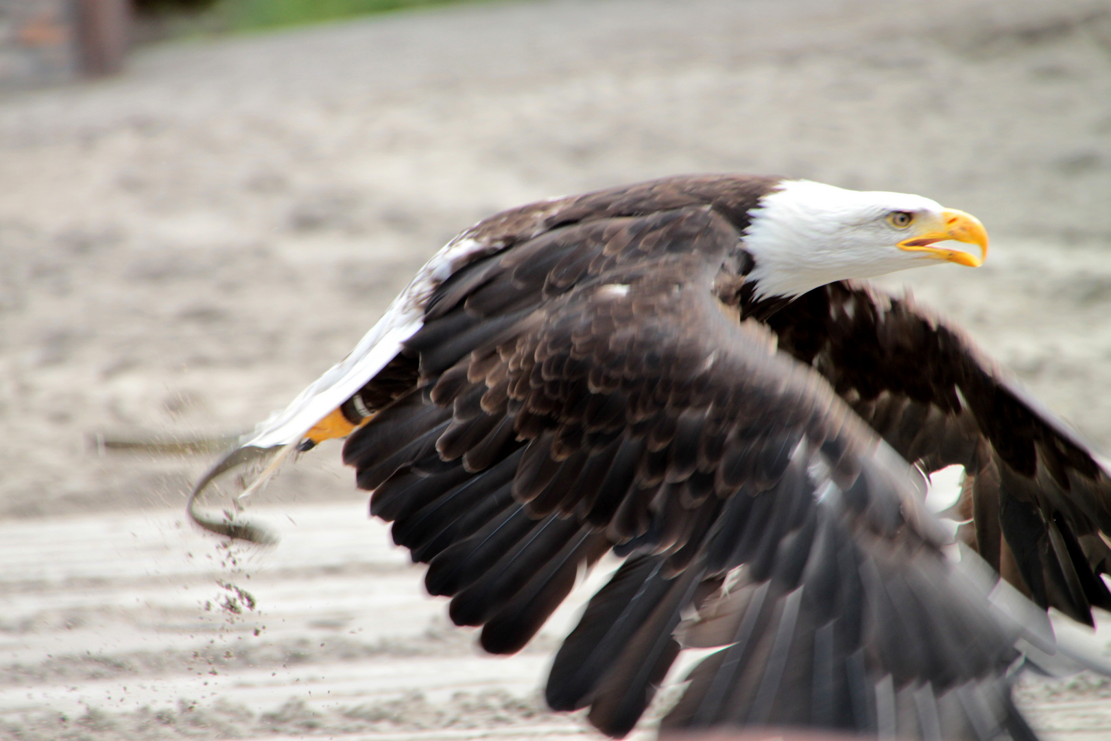 Weißkopfseeadler