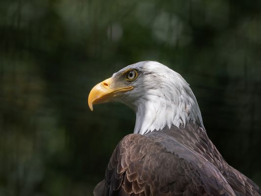 Weißkopfseeadler