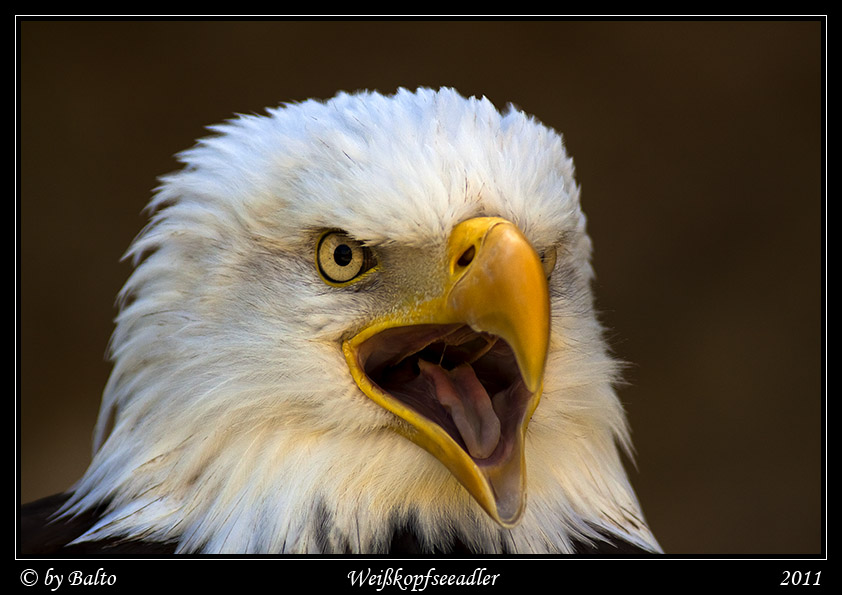 Weißkopfseeadler