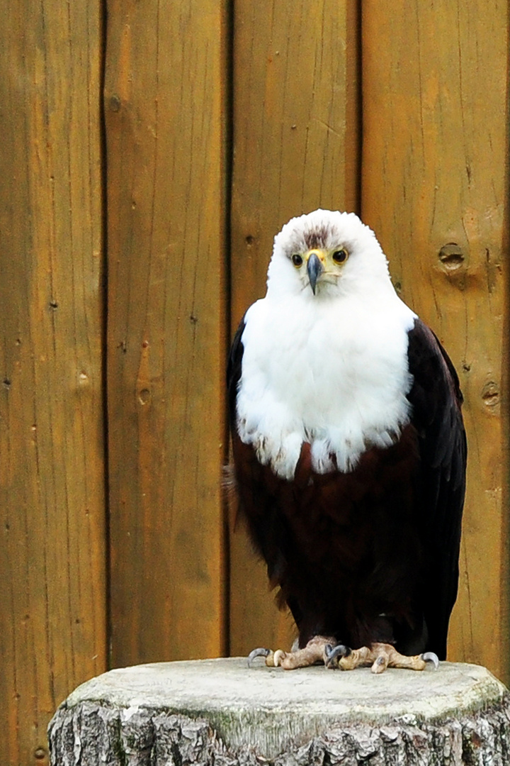 Weisskopfseeadler