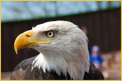 Weisskopfseeadler