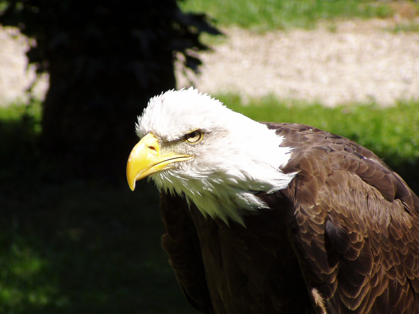 Weißkopfseeadler