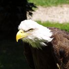 Weißkopfseeadler