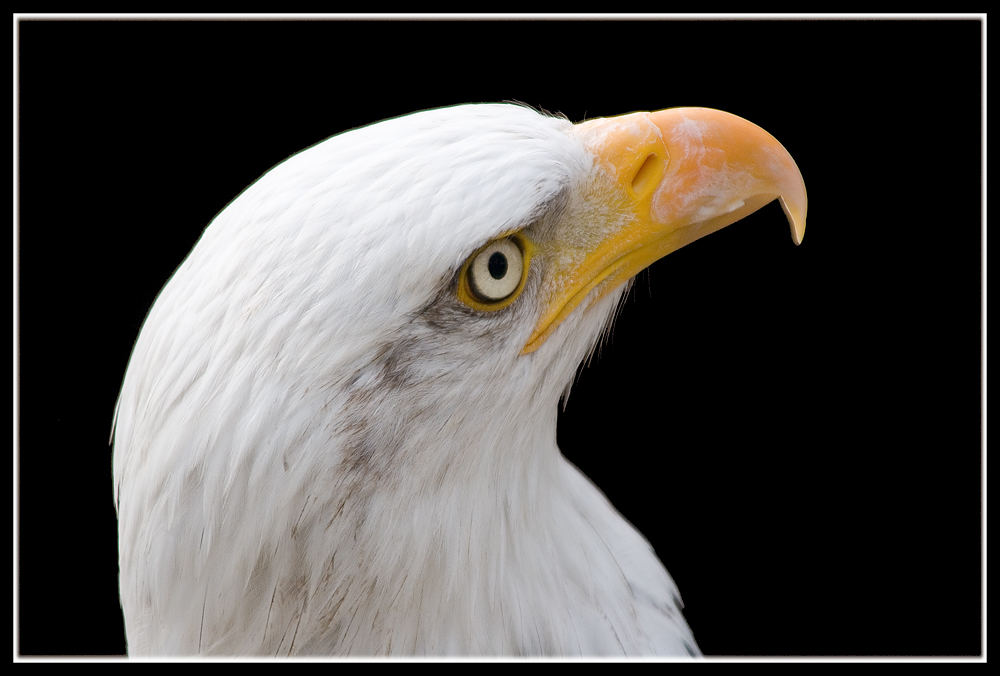 Weißkopfseeadler