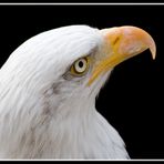 Weißkopfseeadler