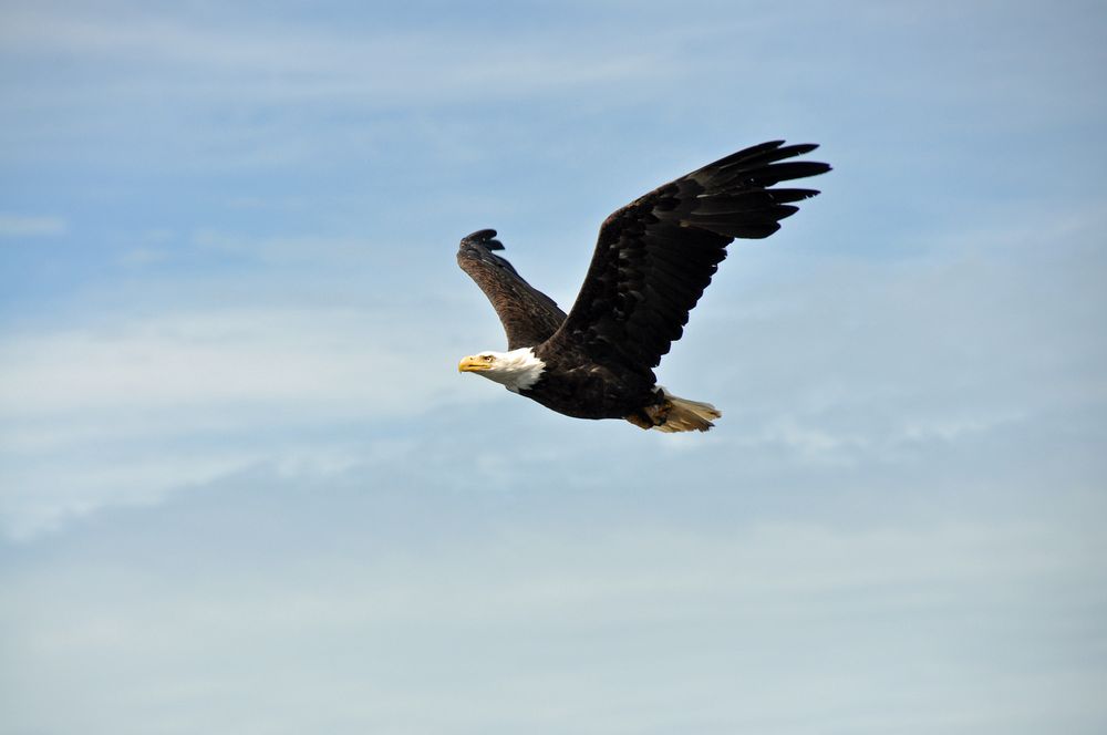 Weißkopfseeadler