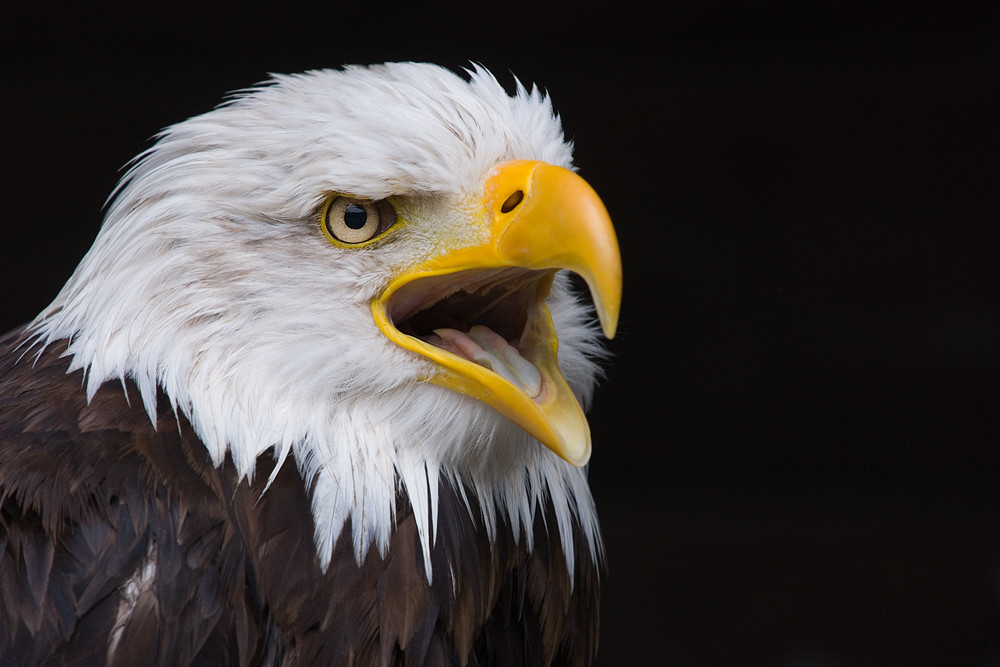 Weisskopfseeadler