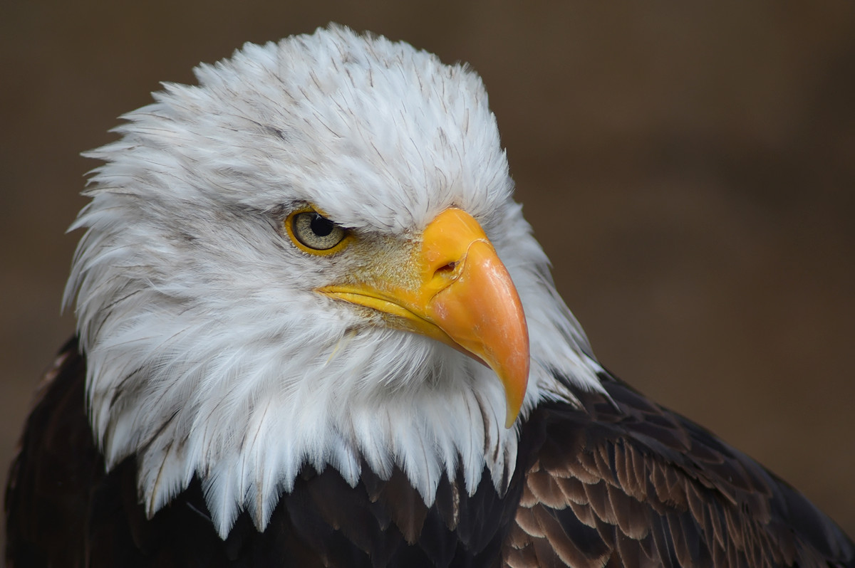 Weißkopfseeadler