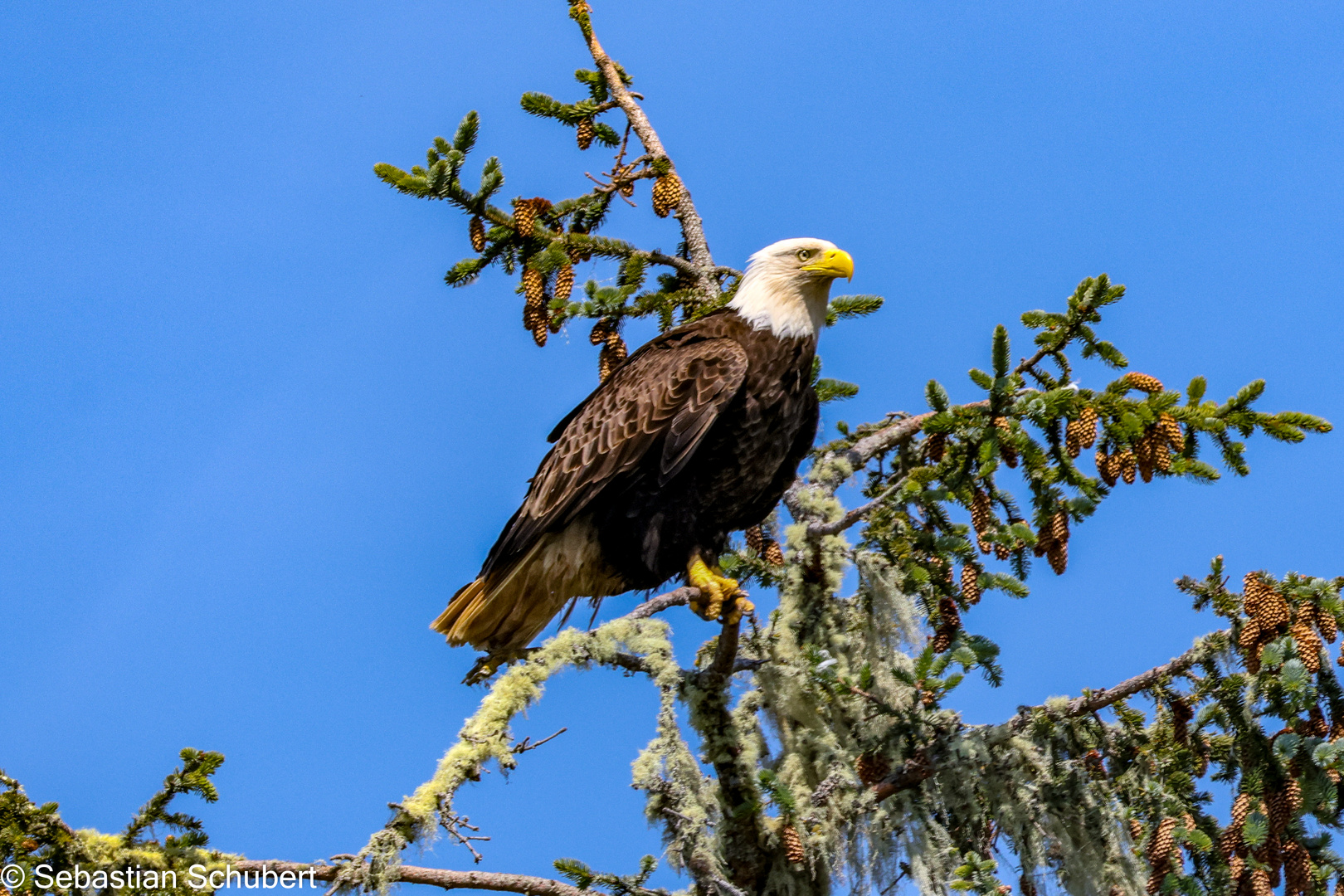 Weißkopfseeadler