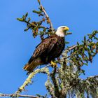 Weißkopfseeadler