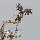 Weißkopfseeadler. 5                         DSC_7234