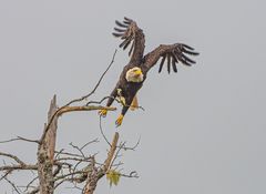 Weißkopfseeadler. 5                         DSC_7234