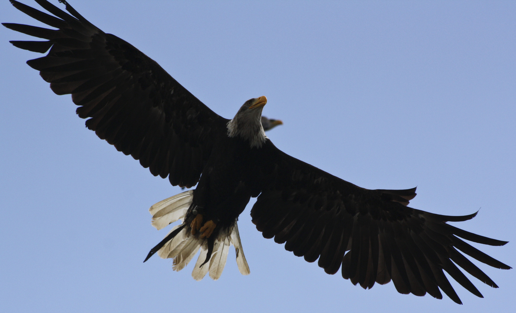 Weißkopfseeadler