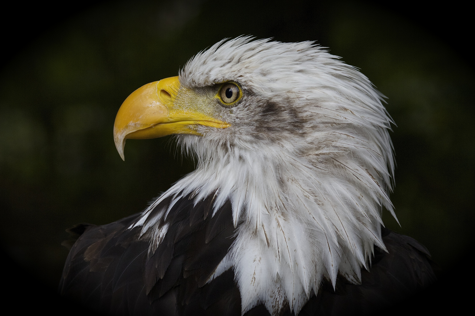 weißkopfseeadler...